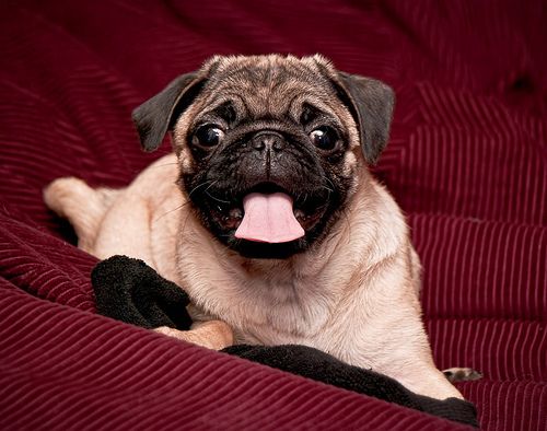 Lost Pug brown named Max in Calgary