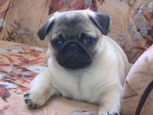 Lost Pug brown named Nala in Toronto