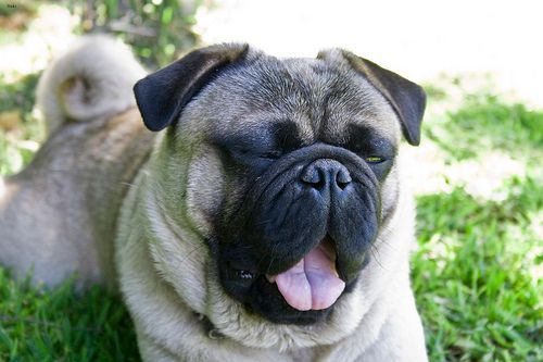 Lost Pug black named Milo in Montréal