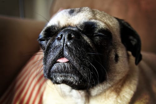 Lost Pug white named Rocky in Port Moody
