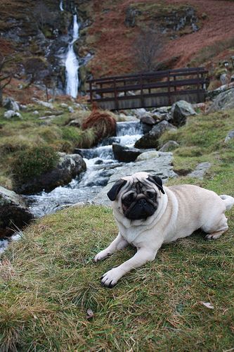 Lost Pug grey named Charlie in Halifax