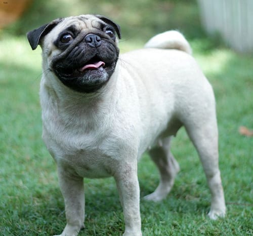 Lost Pug chocolate named Duke in Saguenay