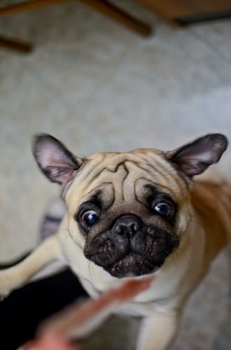 Lost Pug brown named Bear in Brampton