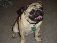 Lost Pug brown named Lucy in Montréal
