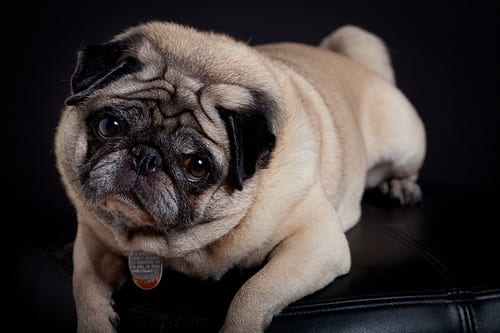 Lost Pug black and white named Charlie in Toronto