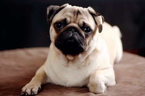Lost Pug golden named Bear in Wetaskiwin