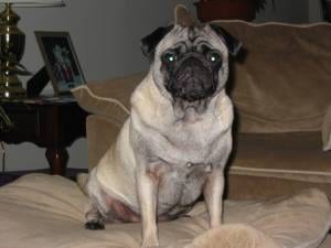 Lost Pug chocolate named Finn in Weyburn