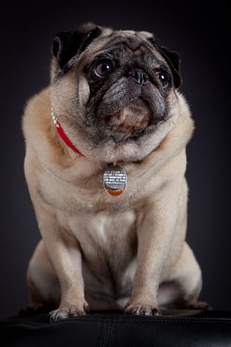 Lost Pug brown and white named Rosie in Warman