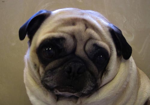 Lost Pug brown named Bella in Regina