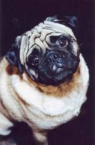 Lost Pug grey named Bella in Cobourg