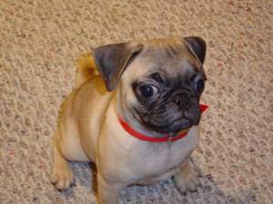 Lost Pug chocolate named Cooper in Victoria
