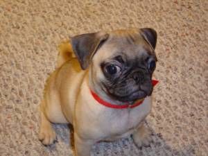 Lost Pug chocolate named Cooper in Victoria