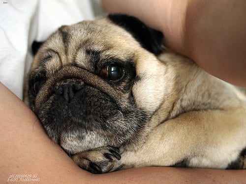Lost Pug cream named Rocky in Lethbridge
