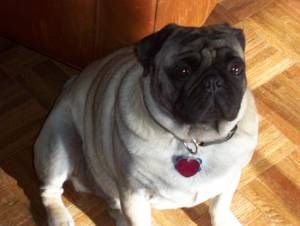 Lost Pug tan named Rocky in Delta