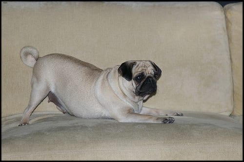 Lost Pug brown and white named Rocky in Kingston