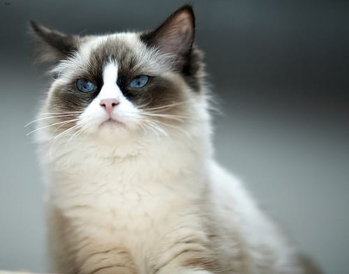 Lost Ragdoll grey named Chloe in Montréal