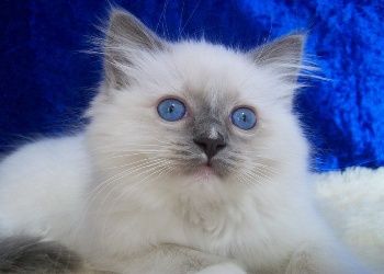 Lost Ragdoll orange tabby named Jasper in Burlington