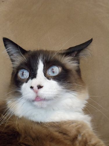 Lost Ragdoll white named Mittens in Vernon