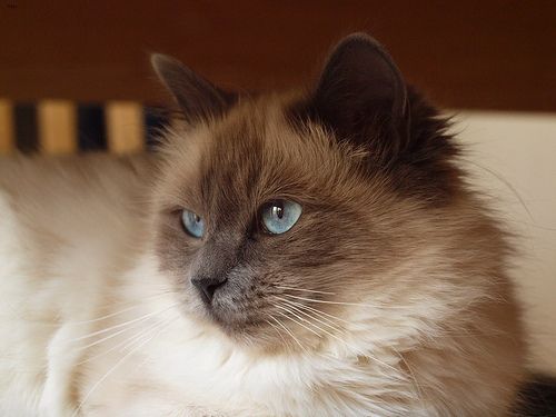 Lost Ragdoll white named Oscar in Montréal