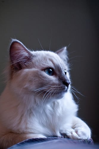 Lost Ragdoll grey named Oreo in Oshawa