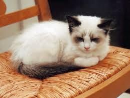 Lost Ragdoll grey named Tiger in Rouyn-Noranda