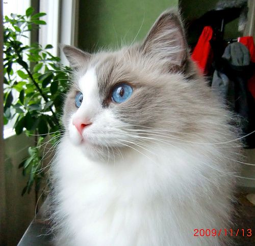 Lost Ragdoll tortoiseshell named Tiger in Oromocto
