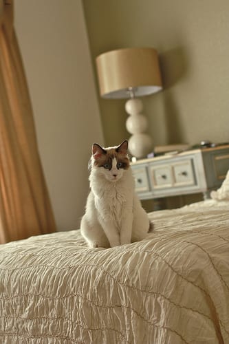 Lost Ragdoll orange tabby named Oscar in Kitchener