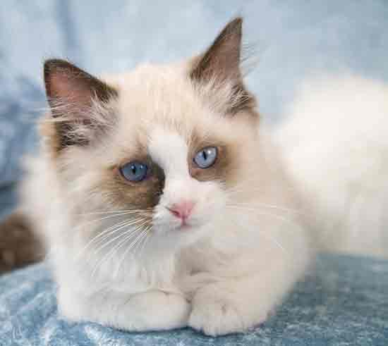 Lost Ragdoll grey named Sam in Mississauga