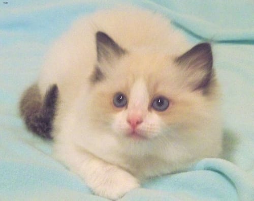 Lost Ragdoll grey tabby named Cleo in Bradford West Gwillimbury