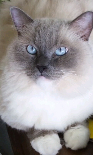 Biscuit