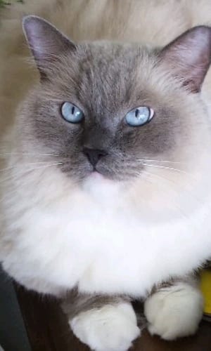 Lost Ragdoll cream named Biscuit in Ottawa