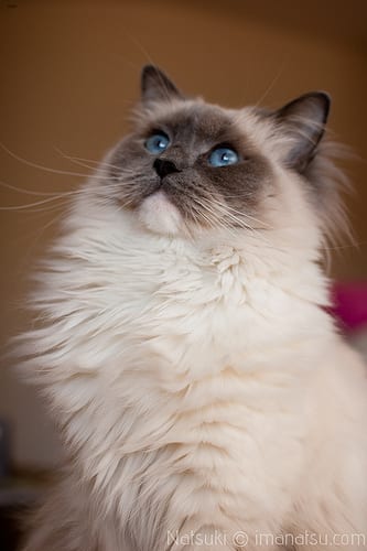 Lost Ragdoll orange tabby named Mittens in Yellowknife