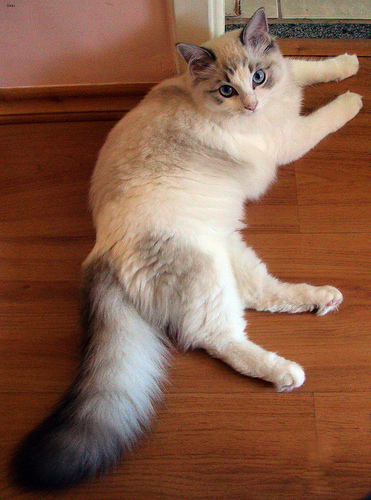 Lost Ragdoll grey tabby named Mittens in Mission