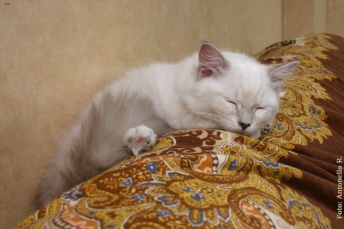 Lost Ragdoll grey tabby named Felix in Vaughan