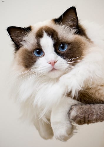 Lost Ragdoll grey named Cleo in Winnipeg
