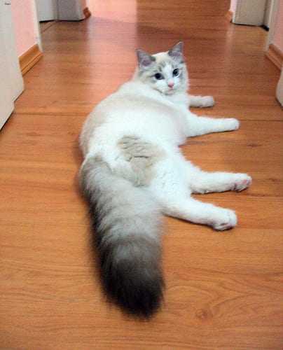 Lost Ragdoll black and white named Oreo in Toronto