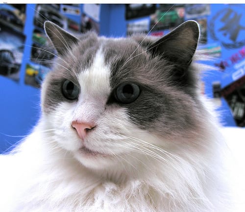Lost Ragdoll cream named Smokey in Shawinigan
