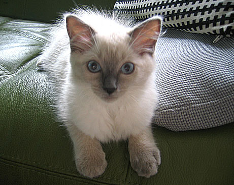 Lost Ragdoll calico named Lily in Toronto