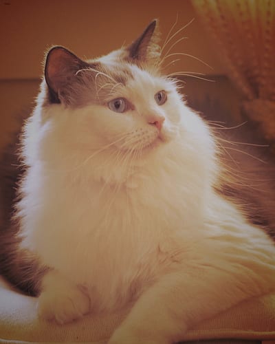 Lost Ragdoll black and white named Lily in Trois-Rivières