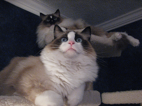 Lost Ragdoll black and white named Cleo in Milton