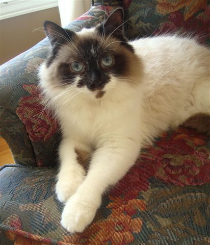 Lost Ragdoll tortoiseshell named Sophie in Toronto