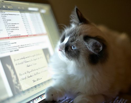 Lost Ragdoll grey named Willow in Grand Falls-Windsor