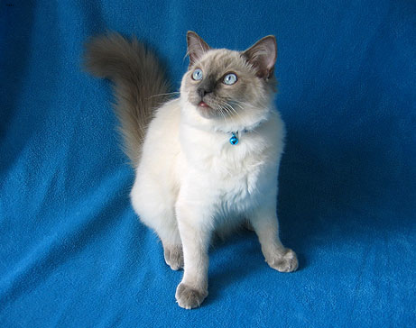 Lost Ragdoll calico named Toby in Coquitlam