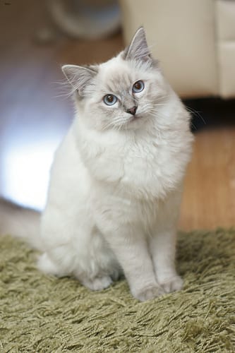 Lost Ragdoll calico named Cleo in Trois-Rivières