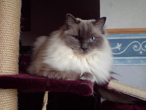 Lost Ragdoll cream named Salem in Winnipeg