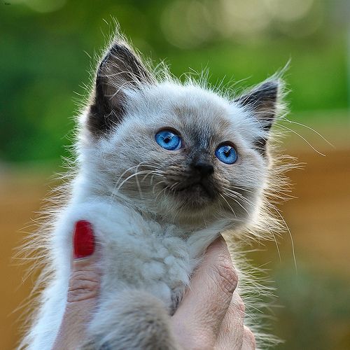 Lost Ragdoll tortoiseshell named Oreo in Toronto
