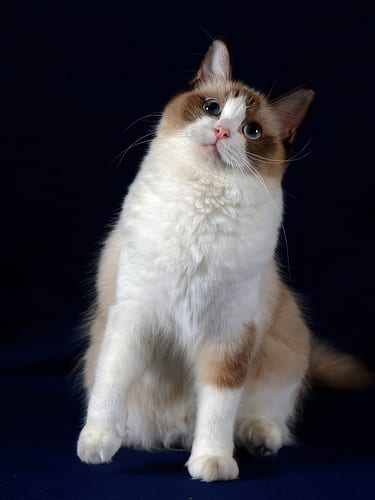 Lost Ragdoll cream named Lola in London