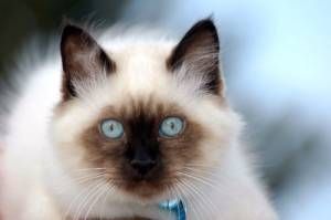 Lost Ragdoll tortoiseshell named Oscar in Blainville