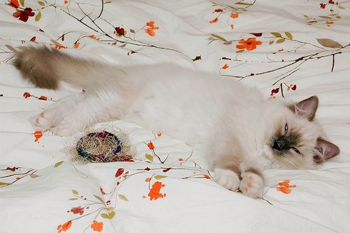 Lost Ragdoll cream named Pumpkin in Wetaskiwin