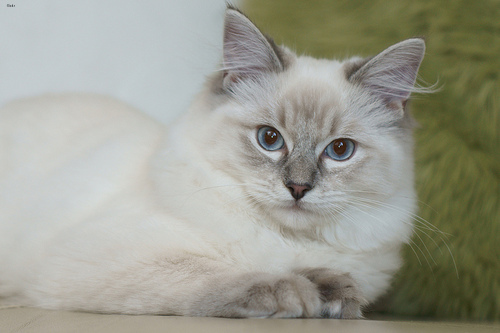 Lost Ragdoll black and white named Mittens in Calgary